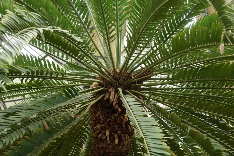 bdFoto 10.JPG - Artis en de hortus botanicus